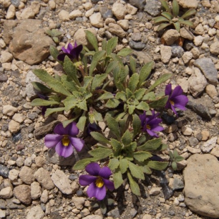 Viola glacialis